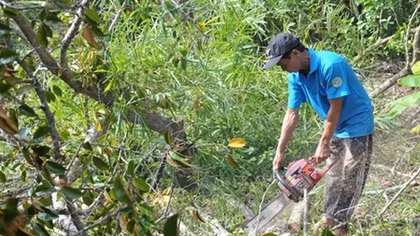 Lo ngại “biến mất” một loại trái ngon đặc sản nổi tiếng của miền Tây