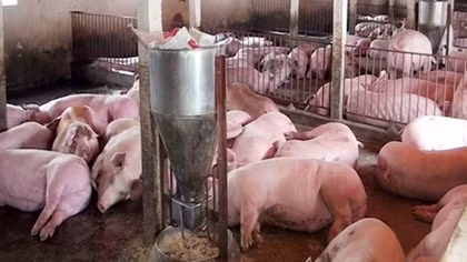 Giá thịt lợn tăng cao, ai được lợi?