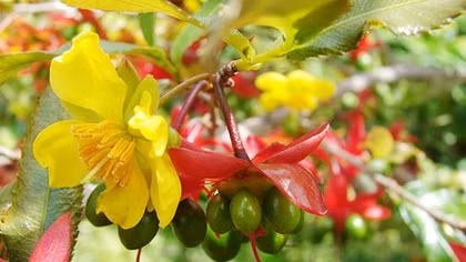 Mai tứ quý