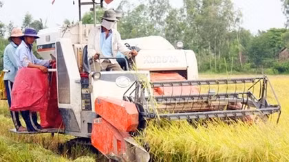 Nông dân ĐBSCL trồng lúa lãi trên 30 triệu đồng/ha