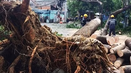 Hiểm họa từ cây xanh trong phố