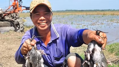 Nhẩn nha mấy chuyện con chuột