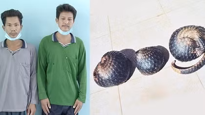 Dắt chó vào rừng săn tê tê