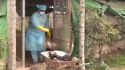 Hải Phòng xuất hiện ổ dịch cúm A/H5N6 trên gia cầm