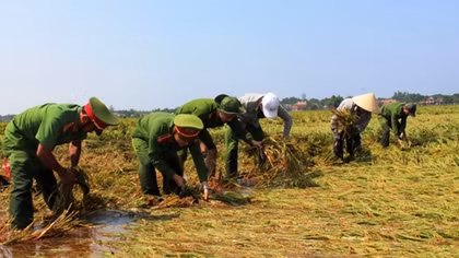 Công an Thừa Thiên-Huế giúp dân thu hoạch lúa sau mưa lớn