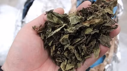 Gần 190kg lá khô nghi lá Khat “bay” vào Việt Nam?