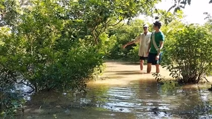 Vỡ đập, hàng chục hécta vườn trái cây bị ngập nước