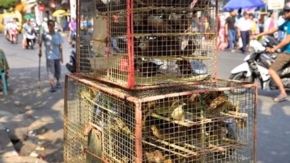 Phóng sinh từ tâm...