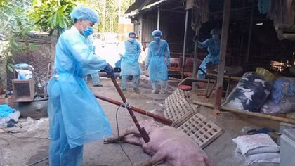 Cảnh báo thông tin thiếu chính xác về dịch tả lợn châu Phi