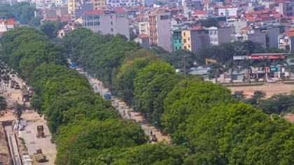 Hà Nội tiếp tục nghiên cứu thay thế cây xà cừ