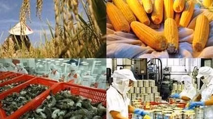 Phát triển sản xuất theo chuỗi góp phần cung ứng nông sản an toàn