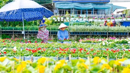 Nhà vườn Sa Đéc tất bật vụ hoa tết