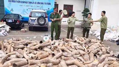 Gần 3 tấn ngà voi bị tóm ở Thanh Hóa