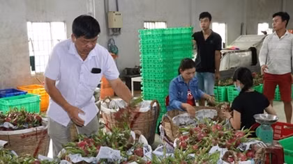 Long An tìm cách “giải cứu”gần 30.000 tấn thanh long
