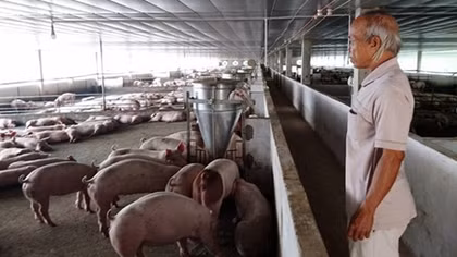 Cán bộ xã nghèo hùn vốn mở hợp tác xã chăn nuôi “chui”
