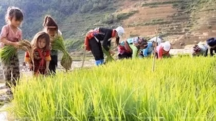 Lao động trẻ em chủ yếu làm việc trong lĩnh vực nông nghiệp