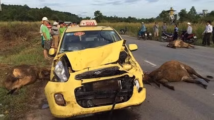 Taxi tông chết 3 con bò ở Phú Quốc