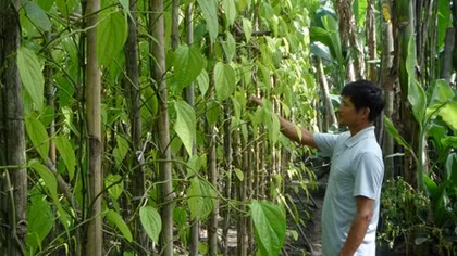 Huyền thoại 18 thôn vườn trầu