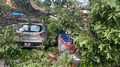 Xà cừ cổ thụ trong bệnh viện đổ 'đè bẹp' 3 ô tô