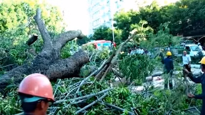 Cây cổ thụ bật gốc đổ sầm xuống đầu xe khách chạy trong thành phố