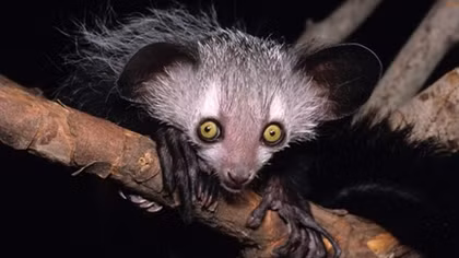 Bí ẩn cuộc vượt biển đến Madagascar của loài vượn cáo