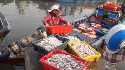 Ngư dân “trúng đậm” mùa biển động