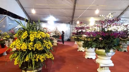 Chậu hoa lan Trung Quốc hét giá... 80 triệu đồng