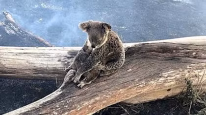 Hình ảnh trào nước mắt về gấu túi koala