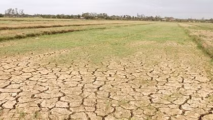 Hạn hán kéo dài đe dọa mùa màng ở Quảng Trị