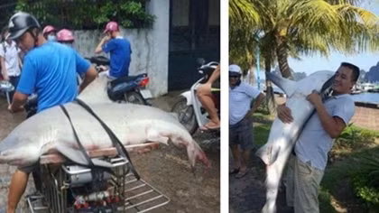 Thực hư chuyện cá mập xuất hiện ở vịnh Hạ Long 