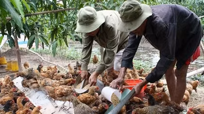 Lãnh quả chát đắng vì phát triển ngành chăn nuôi quá nóng vội