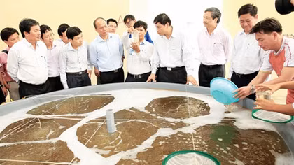 Báo động nạn bơm tạp chất vào tôm và lạm dụng kháng sinh trong chăn nuôi