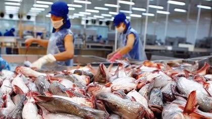 Tìm giải pháp phá “rào cản” đưa cá tra vào Mỹ