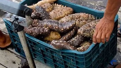 Nạn khai thác hải sâm lậu ở Châu Âu