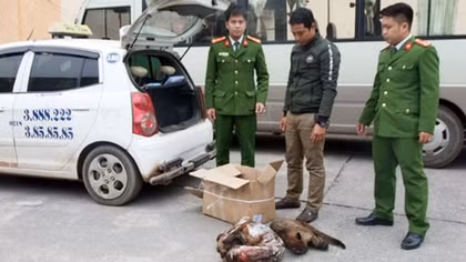 Vận chuyển báo gấm đi tiêu thụ