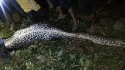 Tìm thấy thi thể người đàn ông trong bụng… trăn