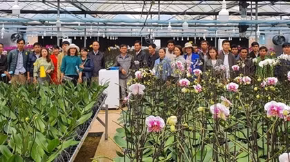 Nông dân Quảng Trị được mùa hoa Tết