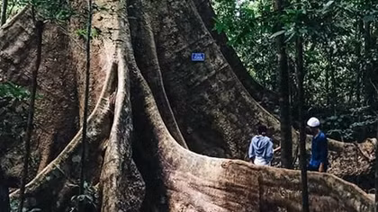  Lạc bước rừng Cát Tiên