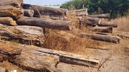 Hàng ngàn mét khối gỗ để mục nát ở Bình Phước
