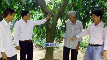 Độc đáo mô hình kinh doanh “cây xoài nhà tôi”