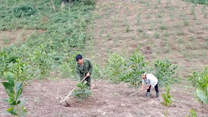 Cả nước còn 29 dự án thủy điện chưa trồng rừng thay thế