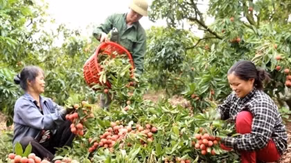 Bàn “kế” tiêu thụ vải thiều trong mùa dịch