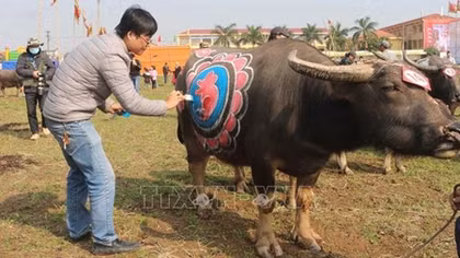 Độc đáo Hội thi vẽ trang trí trâu Lễ hội Tịch điền Đọi Sơn