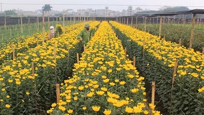 Làng hoa Tây Tựu rộn ràng chuẩn bị vụ hoa Tết