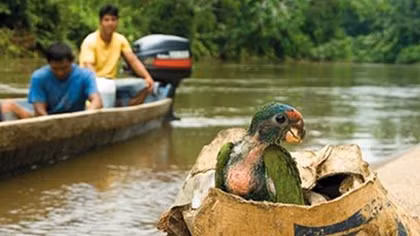 Mỹ Latin: Buôn lậu động vật hoang dã hoành hành theo COVID-19