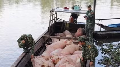 Tăng cường kiểm soát buôn lậu lợn qua biên giới