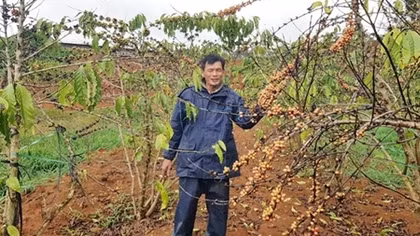 Hoa màu chết hàng loạt vì bị doanh nghiệp cản trở dòng chảy