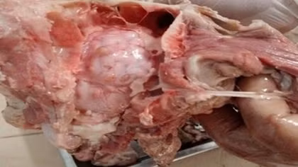 Người dân ngại ăn thịt heo vì sợ mắc bệnh