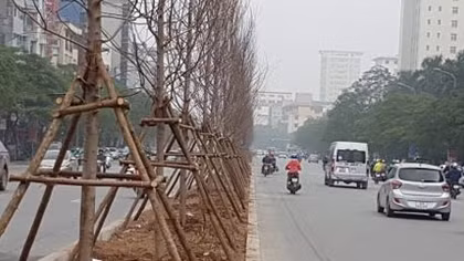 Hà Nội trồng phong lá đỏ: Cần chọn giống và chăm sóc phù hợp