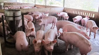 Xử lý dứt điểm các ổ dịch lở mồm long móng